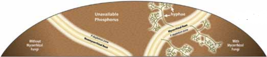Root and hyphal threads
